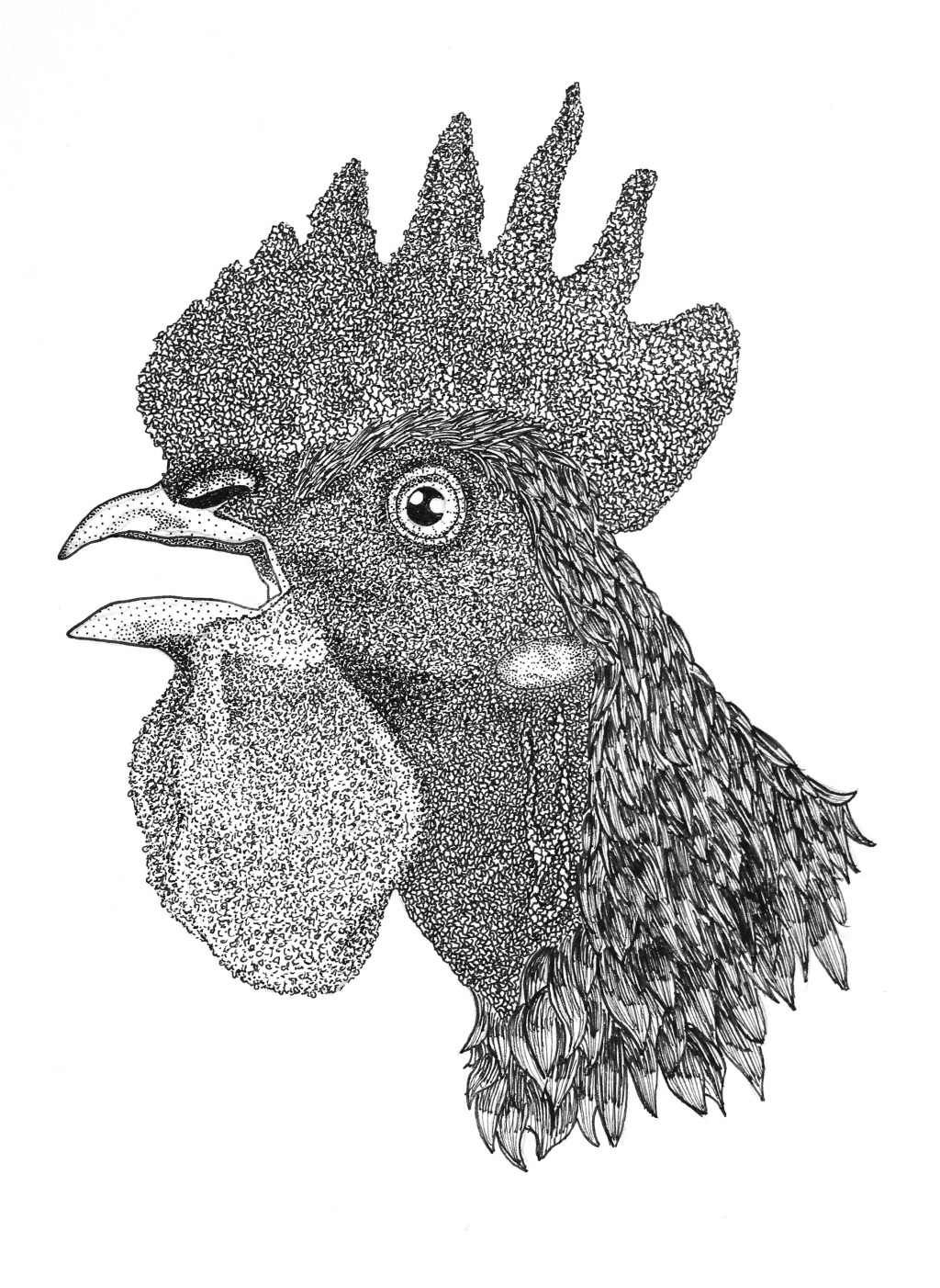 Rooster