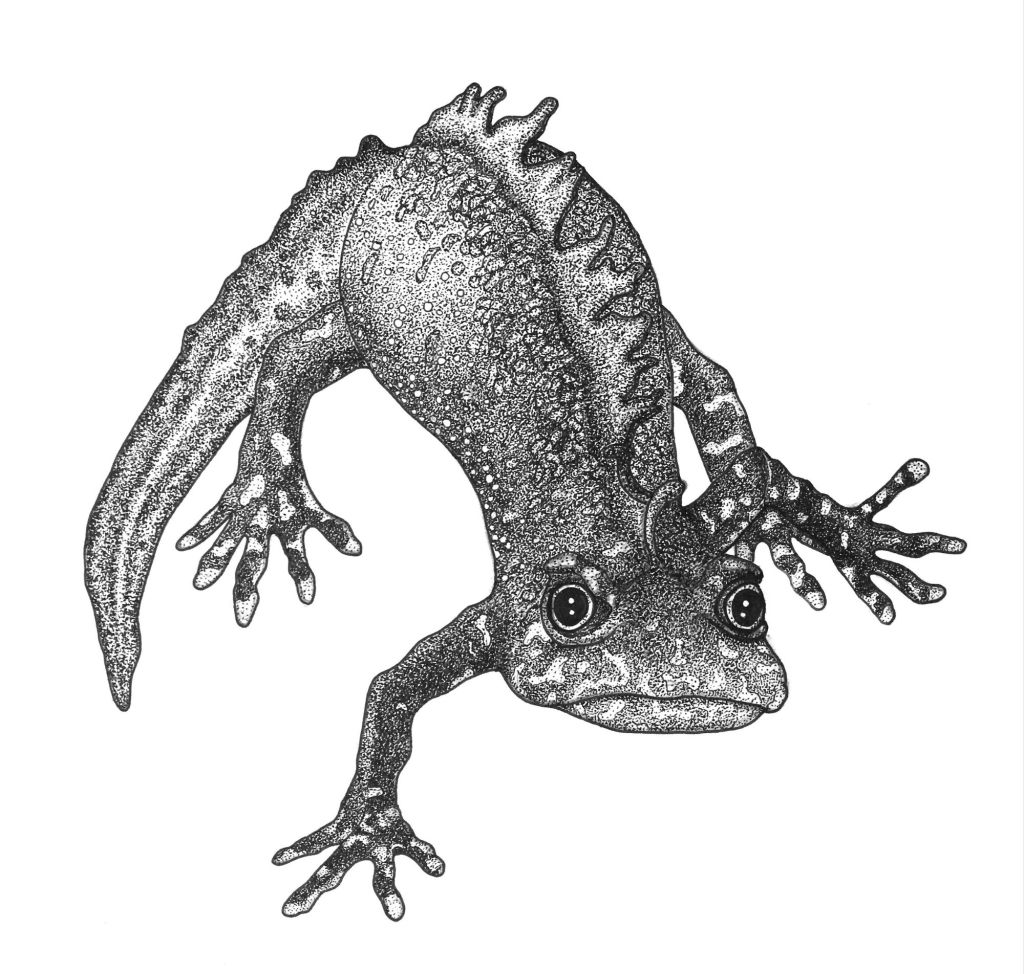 Northern Crested Newt